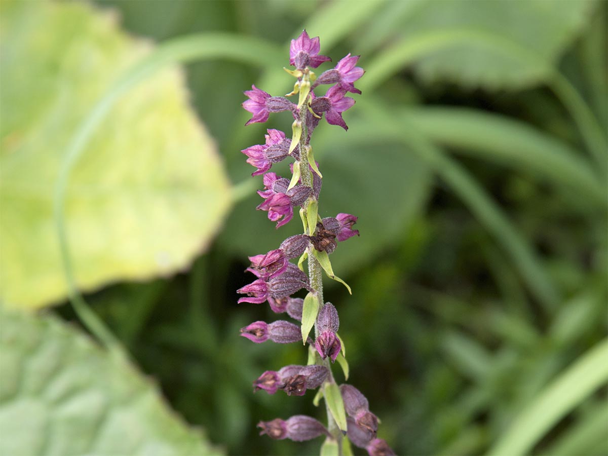 Epipactis atrorubens